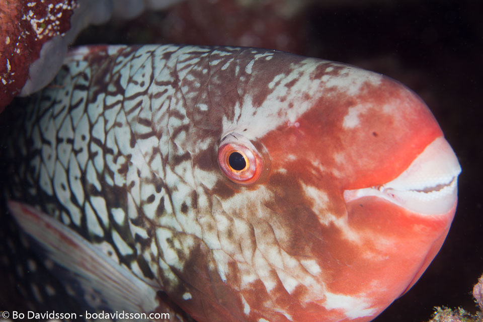 BD-130710-Maldives-0108-Scarus-rubroviolaceus.-Bleeker.-1847-[Ember-parrotfish].jpg